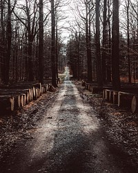 Quiet road through the forest of Vaihingen an der Enz, Germany