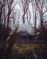 Trees in bloom at Ensinger See lake, Germany