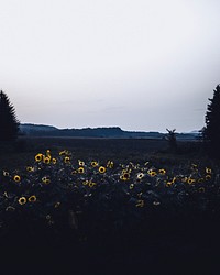 Sunflowers at dusk in Illingen, Baden-Wurttemberg, Germany