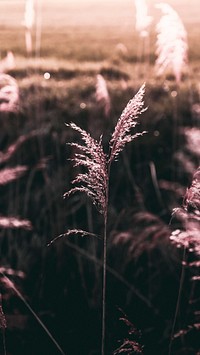 Aesthetic nature phone wallpaper, sea grass by Ensinger See lake, Germany