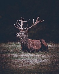 Red deer with beautiful antlers resting in the forest