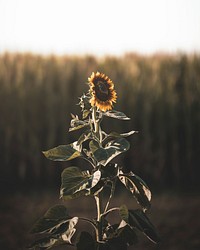 Sunflower in the sunlight in a field