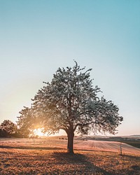 Sunset and a tree in Baden-Wurttemberg, Germany