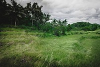Lush field in Pacitan, Jawa Timur, Indonesia