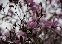 Pink blossoms in a cloudy day