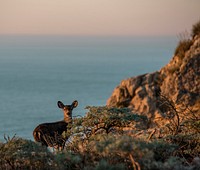 Female Columbian black-tailed deer on the roadside of Point Reyes National Seashore in California, USA