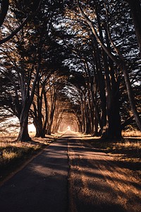 Tree tunnel at Point Reyes National Seashore in California, USA