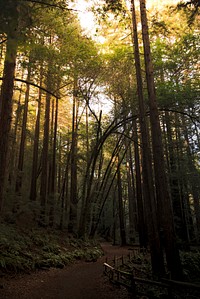Pathway in Redwood Regional Park, California USA
