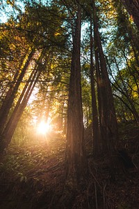 Sunlight in Redwood Regional Park, California USA