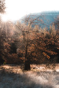 Forest with sunlight at Yosemite Valley, United States