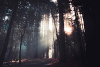 Sunlight through the forest at Yosemite National Park in California, USA