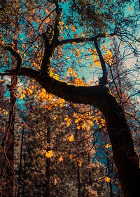 Yosemite National Park in fall season, USA