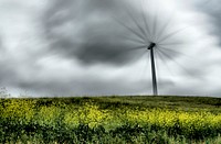 Field of flowers at Altamont Pass Road, Livermore, United States