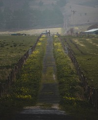 Field of flowers in Altamont Pass Road, Livermore, United States
