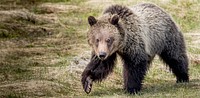 Grizzly bear roaming through Yellowstone National Park, United States