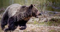 Grizzly bear roaming through Yellowstone National Park, United States