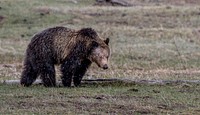 Grizzly Bear in Yellowstone National Park