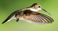 Tiny Hummingbird hoovering in mid air