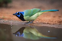 Green Jay bird at the Rio Grande Valley in McAllen, Texas, United States