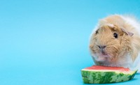 Little Guinea Pig eating a watermelon