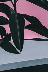 Close up of indoor Rubber Plant