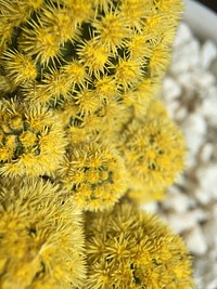 Close up of a yellow cactus