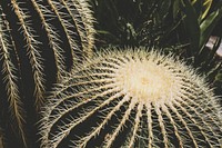 Cactus at Royal Botanical Gardens, Burlington, Canada