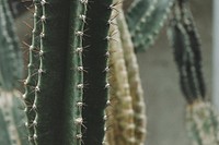 Cactus at Royal Botanical Gardens, Burlington, Canada