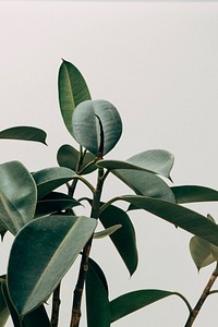 Close up of indoor Rubber Plant
