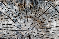 Close up of old and dried tree stump