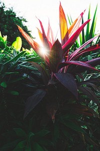 Tropical plants in summertime