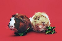 Two Guinea Pigs on a red background