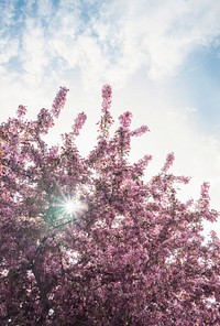 Pink blossoms in spring
