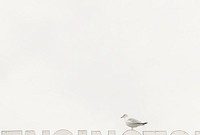 Seagull on a plain white background