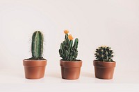 Cactus in clay pots on white background