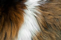 Close up of a very furry cat