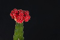 Closeup of a chin cactus