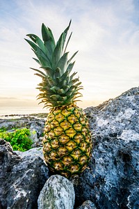 Pineapple on a rocky mountain in the morning