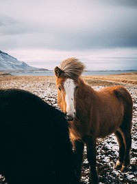 Brown horse in the outdoor during winter