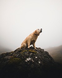 The dog barking on a rock among the misty Scottish Highlands, Scotland