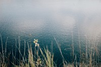 Sea grass by a lake. Visit Kaboompics for more free images.