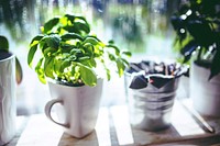 Potted plants. Visit <a href="https://kaboompics.com/" target="_blank">Kaboompics</a> for more free images.