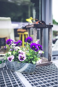 Violets on the porch. Visit <a href="https://kaboompics.com/" target="_blank">Kaboompics</a> for more free images.
