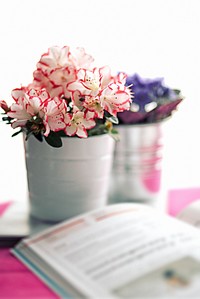 Azalea flower on a desk. Visit <a href="https://kaboompics.com/" target="_blank">Kaboompics</a> for more free images.