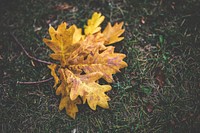 Oak foliage during autumn. Visit Kaboompics for more free images.