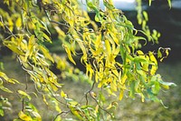 Tree with yellow foliage. Visit <a href="https://kaboompics.com/" target="_blank">Kaboompics</a> for more free images.