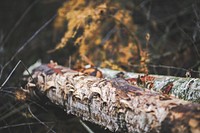 Two logs in the forest. Visit Kaboompics for more free images.