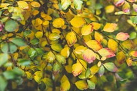 Tree with yellow foliage. Visit Kaboompics for more free images.