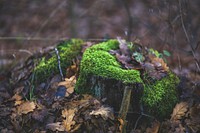 Green moss on the ground. Visit <a href="https://kaboompics.com/" target="_blank">Kaboompics</a> for more free images.
