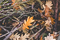 Oak foliage autumn